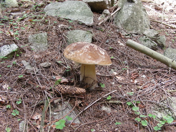 hríb smrekový Boletus edulis Bull.