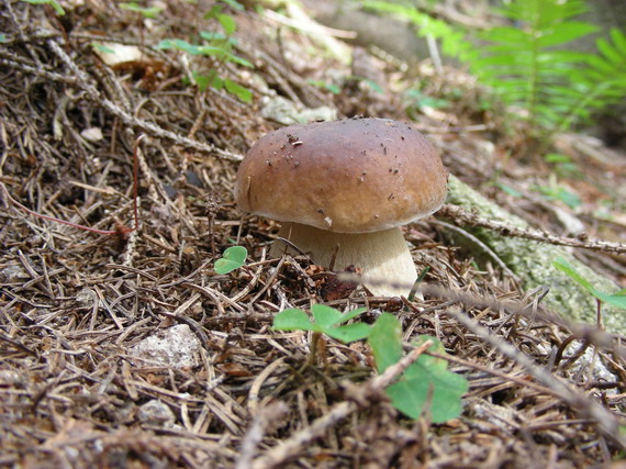 hríb smrekový Boletus edulis Bull.