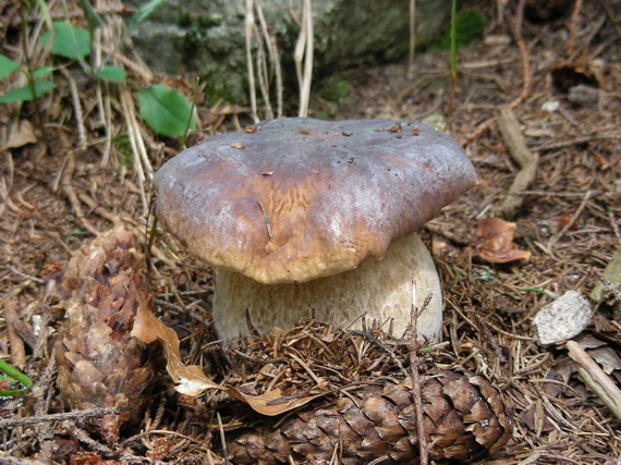 hríb smrekový Boletus edulis Bull.