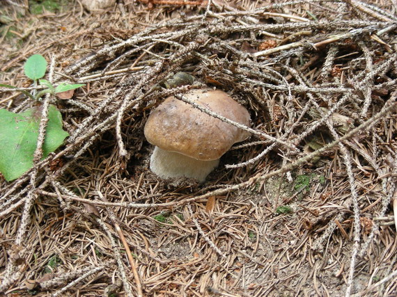 hríb smrekový Boletus edulis Bull.