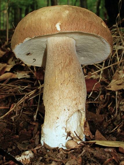 hríb dubový Boletus reticulatus Schaeff.