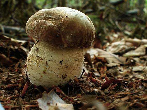 hríb dubový Boletus reticulatus Schaeff.