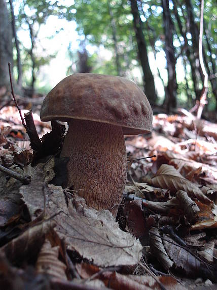 hríb dubový Boletus reticulatus Schaeff.