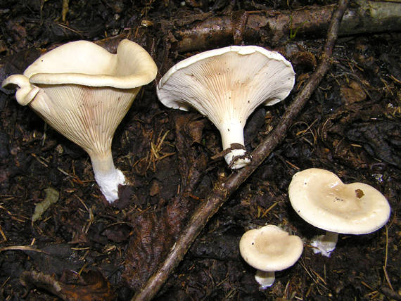 strmuľka Clitocybe sp.