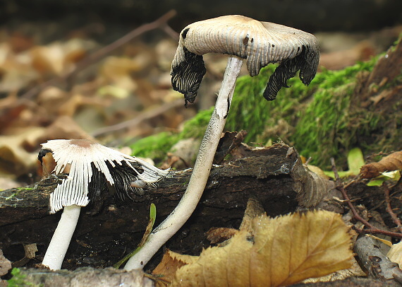 hnojník Coprinus sp.