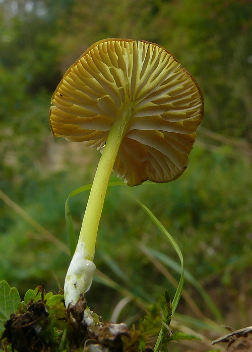 hodvábnica zelenohlúbiková Entoloma incanum (Fr.) Hesler