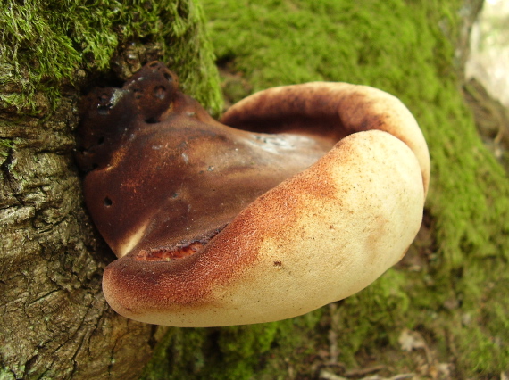 pečeňovec dubový Fistulina hepatica (Schaeff.) With.