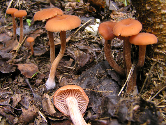 lakovka obyčajná Laccaria laccata (Scop.) Cooke