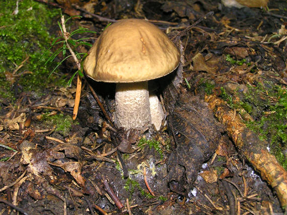 kozák hrabový Leccinum pseudoscabrum (Kallenb.) Šutara