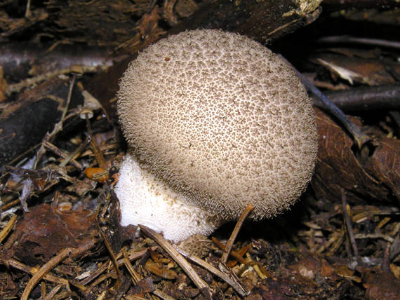 prášnica huňatá Lycoperdon umbrinum Hornem.