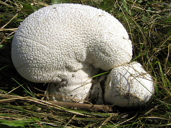 rozpadavec dlabaný Lycoperdon utriforme Bull.