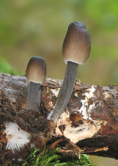 prilbička Mycena sp.