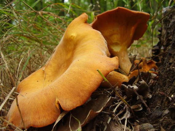 kališník hnedooranžový Omphalotus olearius (DC.) Singer