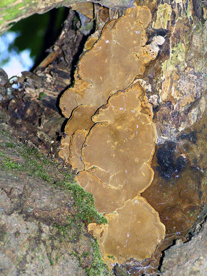 ohňovec Phellinus sp.