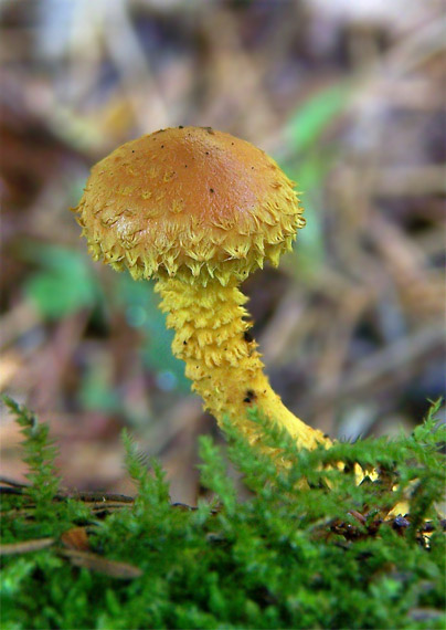 šupinovka ohnivá Pholiota flammans (Batsch) P. Kumm.