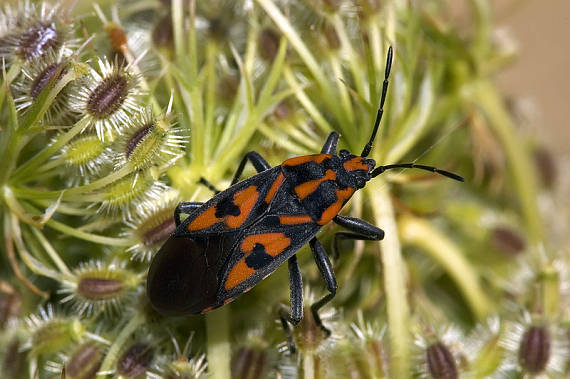 behavka skalná Spilostethus saxatilis