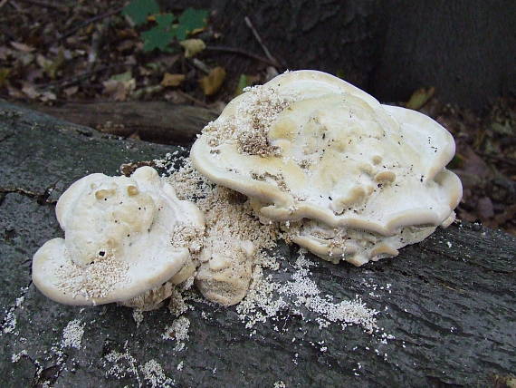 trúdnikovec hrbatý Trametes gibbosa (Pers.) Fr.