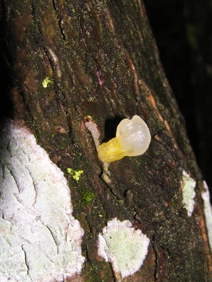 rôsolovka Tremella sp.