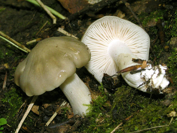 čírovka Tricholoma sp.