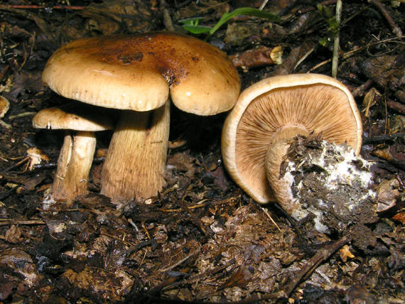 čírovka Tricholoma sp.