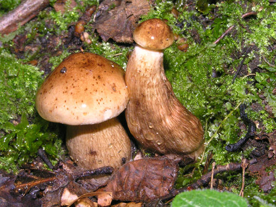 čírovka Tricholoma sp.