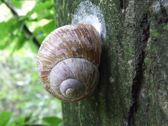 slimák záhradný - stromolezový helix pomatia