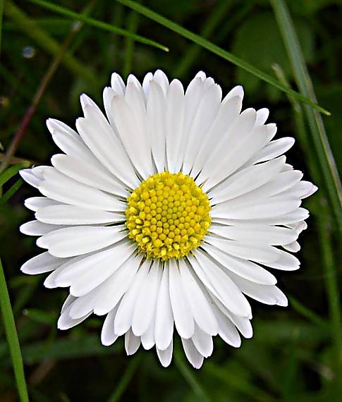 sedmokráska obyčajná Bellis perennis L.