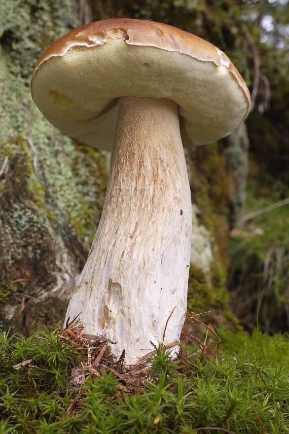 hríb smrekový Boletus edulis Bull.