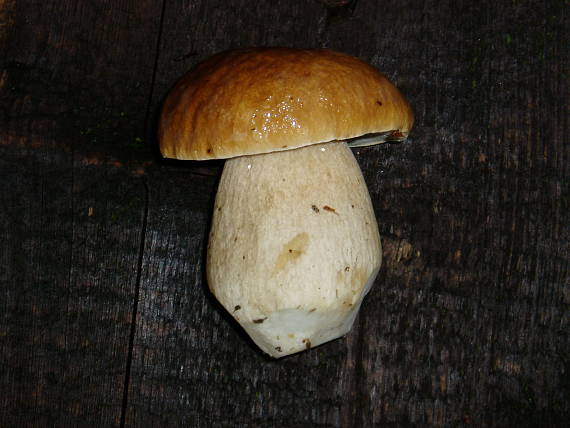 hríb smrekový Boletus edulis Bull.