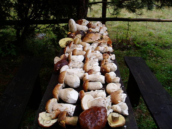 hríb smrekový Boletus edulis Bull.