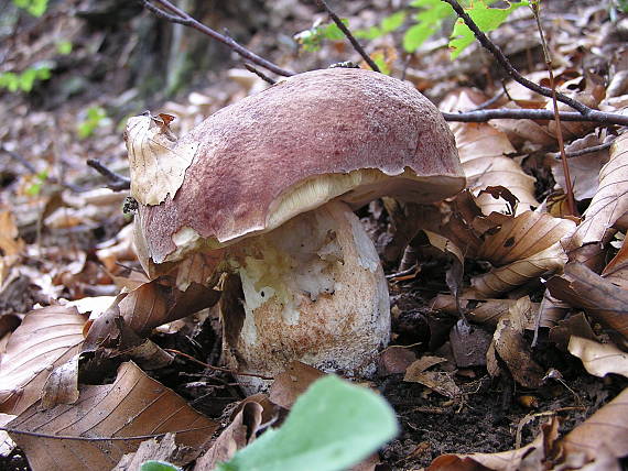 hríb sosnový Boletus pinophilus Pil. et Dermek in Pil.