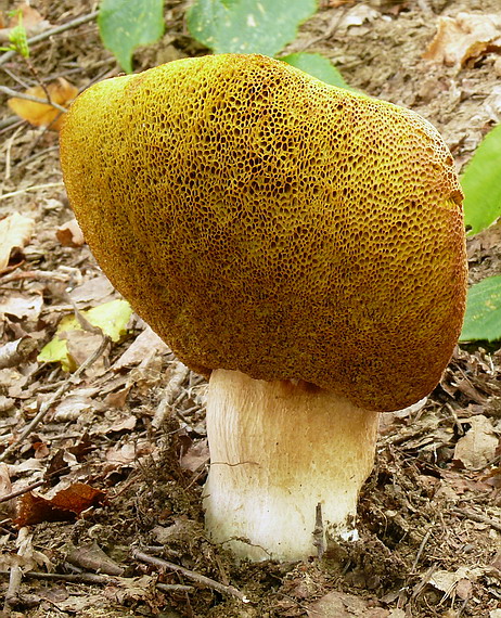 hríb dubový Boletus reticulatus Schaeff.