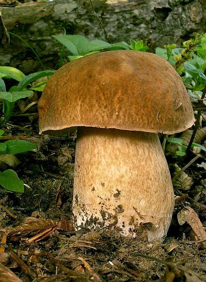 hríb dubový Boletus reticulatus Schaeff.