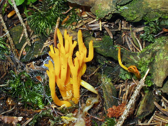 krásnorožtek lepkavý Calocera viscosa (Pers.) Fr.