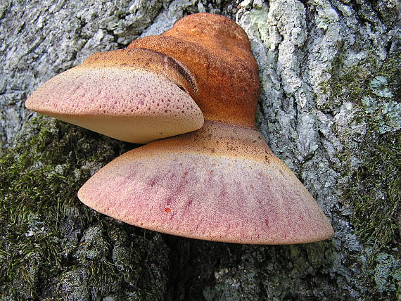 pečeňovec dubový II. Fistulina hepatica (Schaeff.) With.