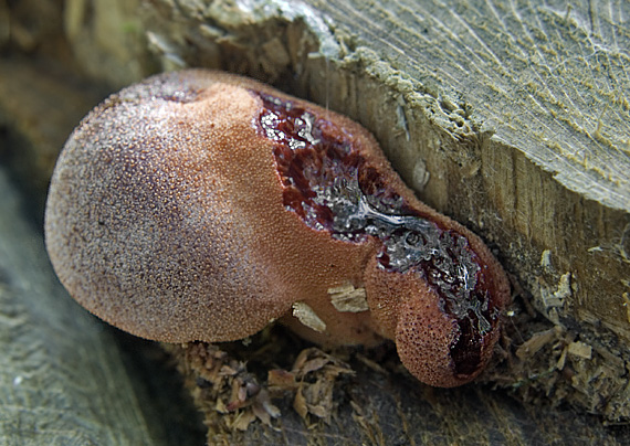 pečeňovec dubový Fistulina hepatica (Schaeff.) With.