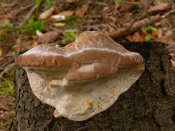 práchnovček pásikavý Fomitopsis pinicola (Sw.) P. Karst.