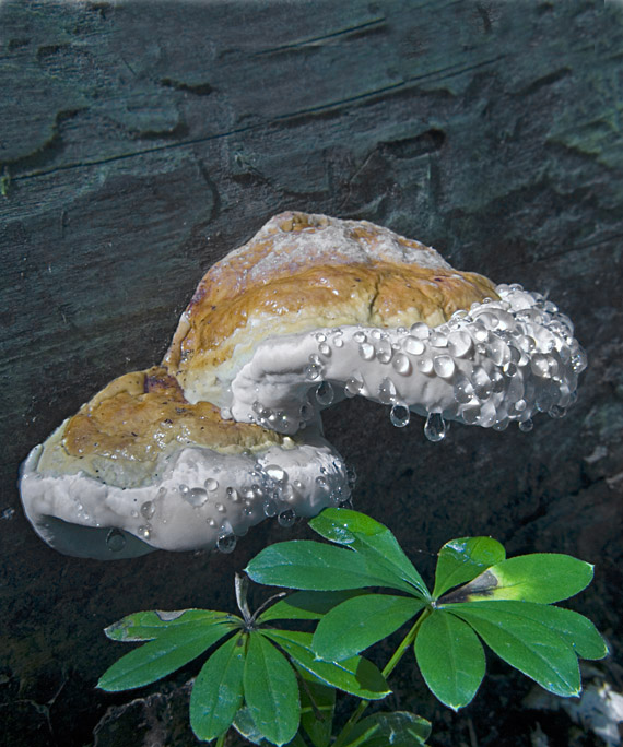 práchnovček pásikavý Fomitopsis pinicola (Sw.) P. Karst.