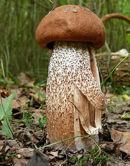 kozák dubový Leccinum aurantiacum (Bull.) Gray