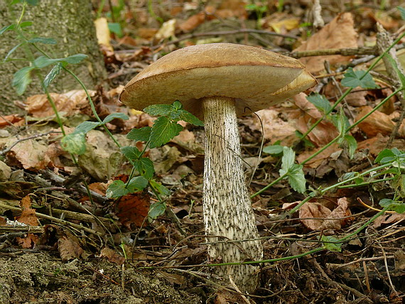 kozák hrabový Leccinum pseudoscabrum (Kallenb.) Šutara