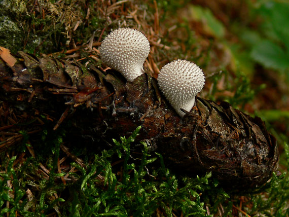 prášnica bradavičnatá Lycoperdon perlatum Pers.