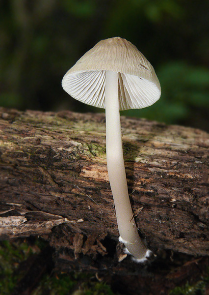 prilbička ružovolupeňová Mycena galericulata (Scop.) Gray