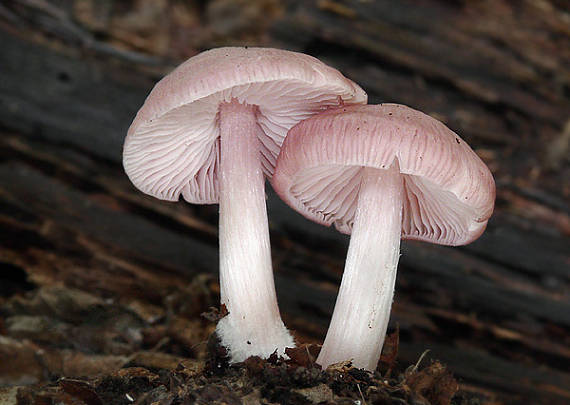 prilbička ružovkastá Mycena rosea Gramberg