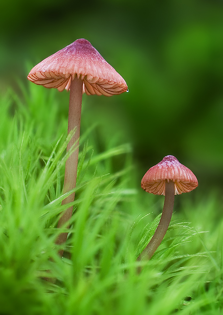 prilbička ružová Mycena rosella (Fr.) P. Kumm.