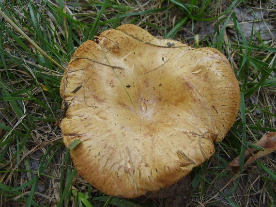 čechračka podvinutá Paxillus involutus (Batsch) Fr.