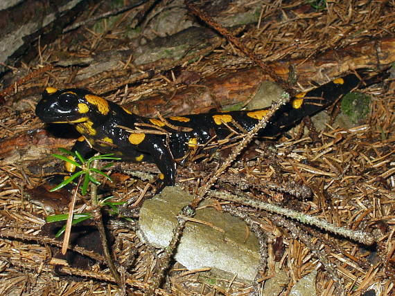 salamandra škvrnitá Salamandra salamandra