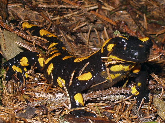 salamandra škvrnitá Salamandra salamandra