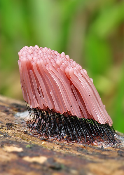 pazderka hnedá Stemonitis fusca Roth