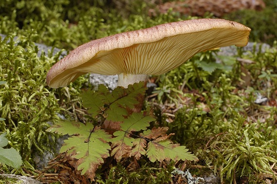 čírovec červenožltý Tricholomopsis rutilans (Schaeff.) Singer