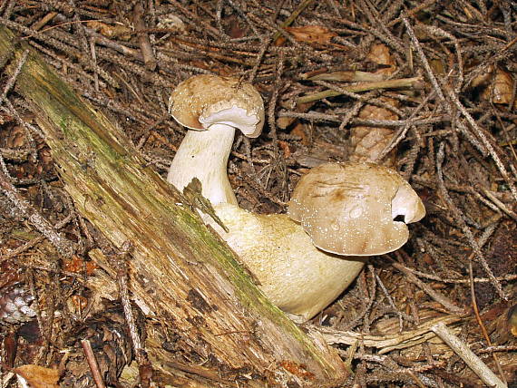 podhríb žlčový Tylopilus felleus (Bull.) P. Karst.